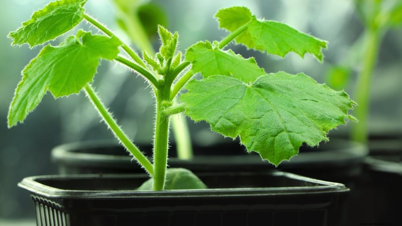Black Beauty Zucchini: Planting, Growing & Care Guide