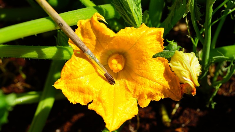 Black Beauty Zucchini: Planting, Growing & Care Guide