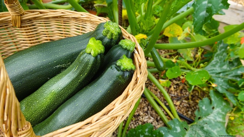 Black Beauty Zucchini: Planting, Growing & Care Guide