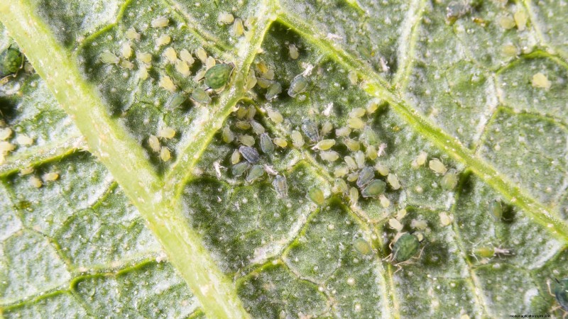 Black Beauty Zucchini: Planting, Growing & Care Guide