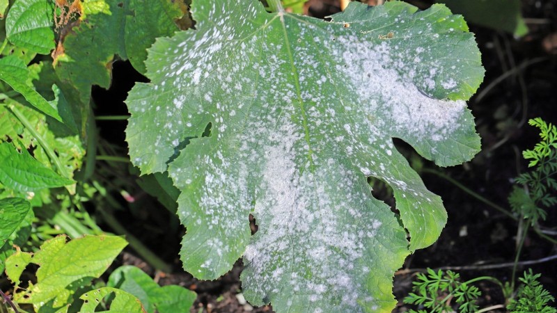 Black Beauty Zucchini: Planting, Growing & Care Guide