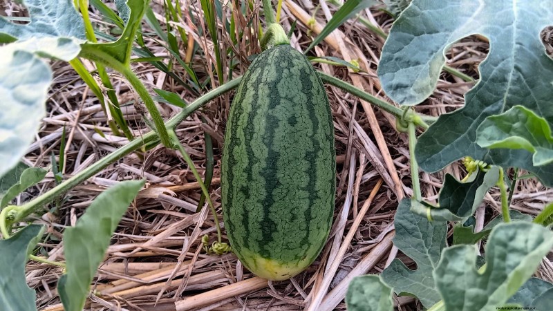 Best Mini Watermelon Varieties for Container Gardening