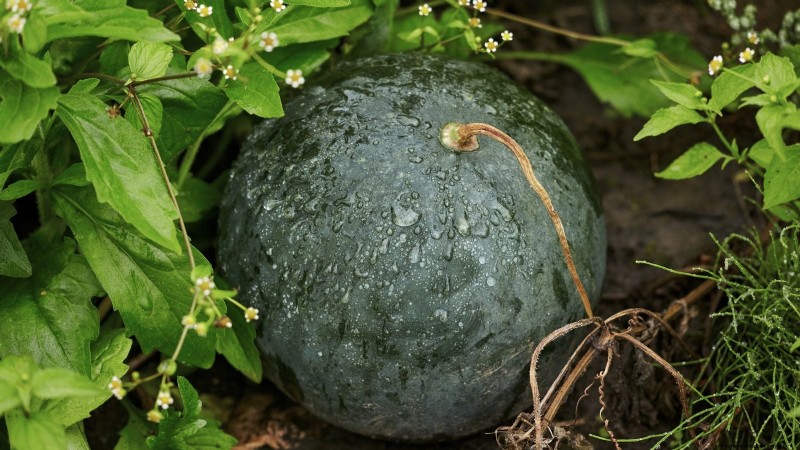 Best Mini Watermelon Varieties for Container Gardening