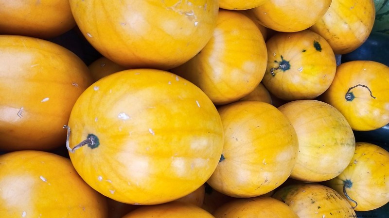 Best Mini Watermelon Varieties for Container Gardening