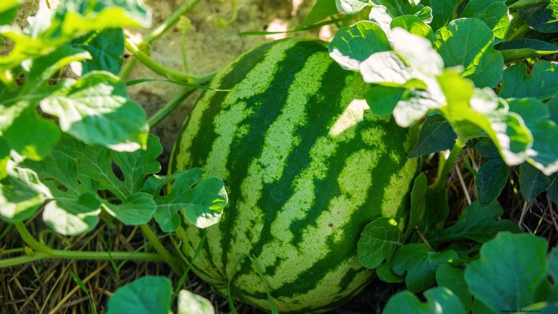 Best Mini Watermelon Varieties for Container Gardening