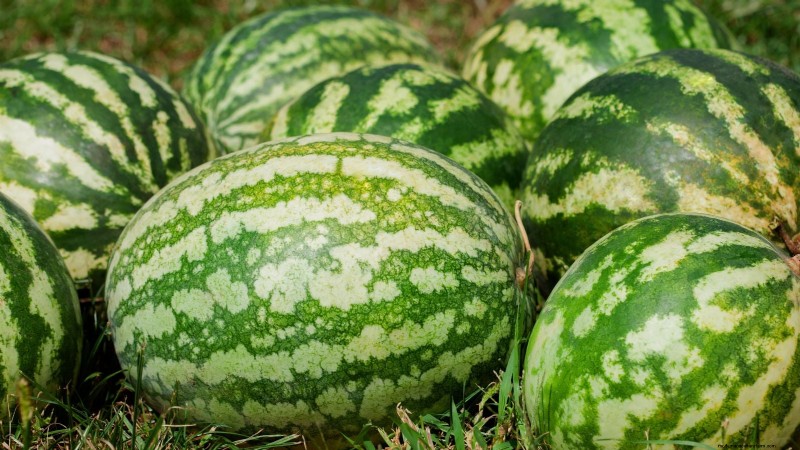 Best Mini Watermelon Varieties for Container Gardening