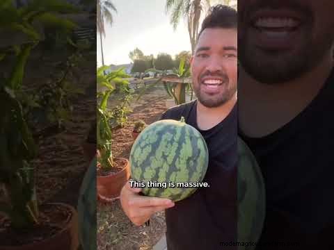 Best Mini Watermelon Varieties for Container Gardening