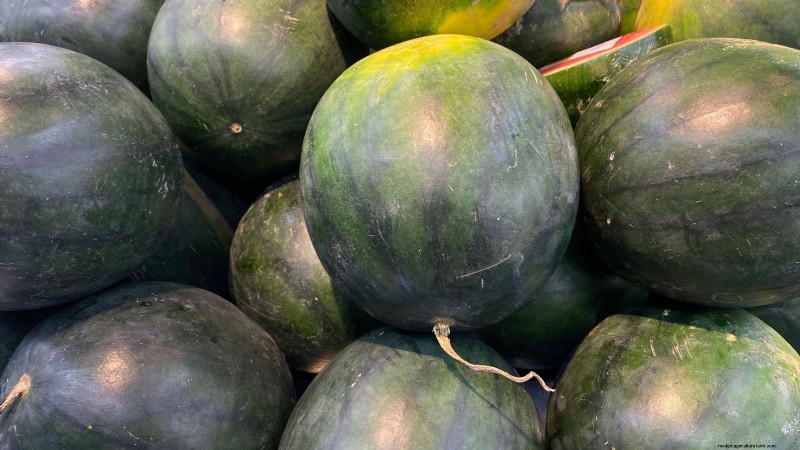 Best Mini Watermelon Varieties for Container Gardening