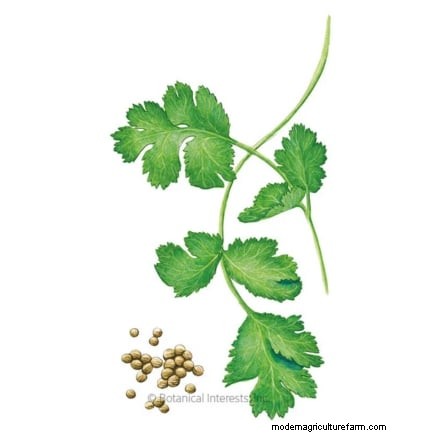 Companion Planting: 9 Herbs to Avoid Growing Together