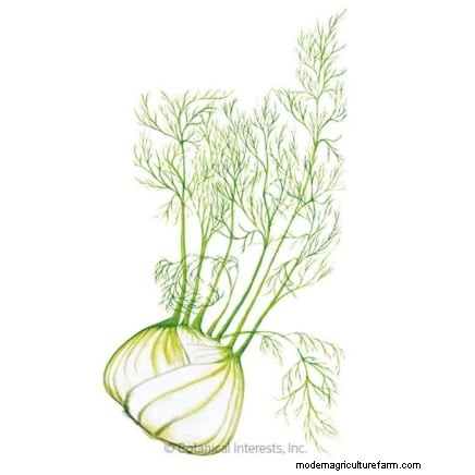 Companion Planting: 9 Herbs to Avoid Growing Together