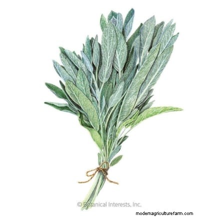 Companion Planting: 9 Herbs to Avoid Growing Together