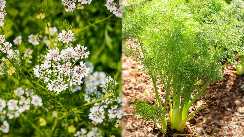 Companion Planting: 9 Herbs to Avoid Growing Together