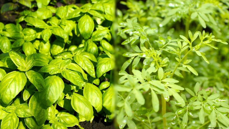 Companion Planting: 9 Herbs to Avoid Growing Together