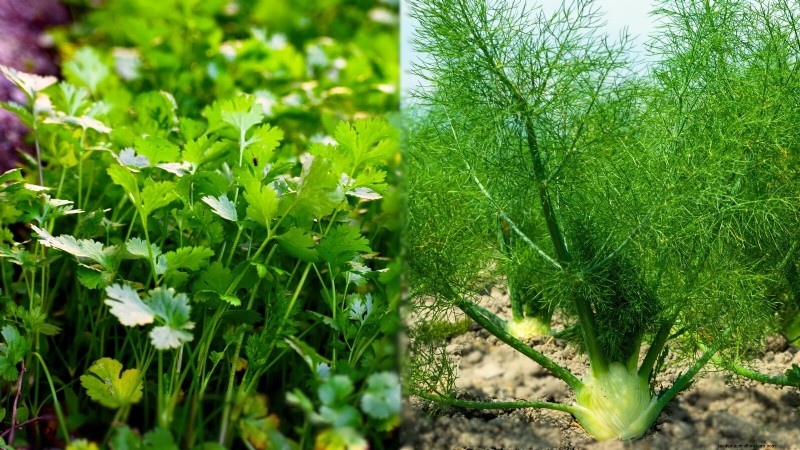 Companion Planting: 9 Herbs to Avoid Growing Together