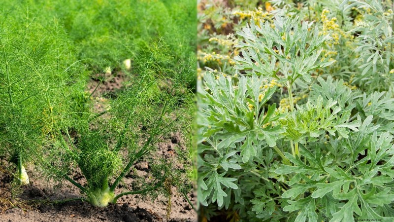 Companion Planting: 9 Herbs to Avoid Growing Together