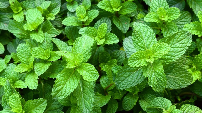 Companion Planting: 9 Herbs to Avoid Growing Together