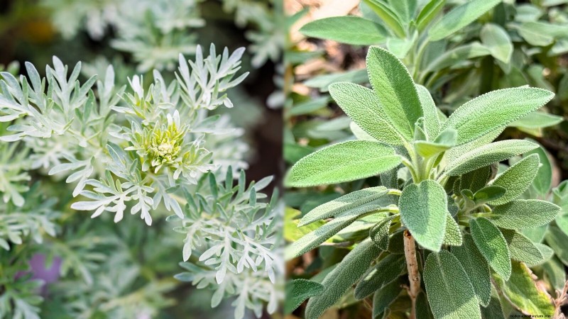 Companion Planting: 9 Herbs to Avoid Growing Together