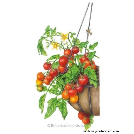 Grow Cherry Falls Tomatoes: Planting, Care & Harvesting Guide