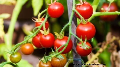 Grow Cherry Falls Tomatoes: Planting, Care & Harvesting Guide