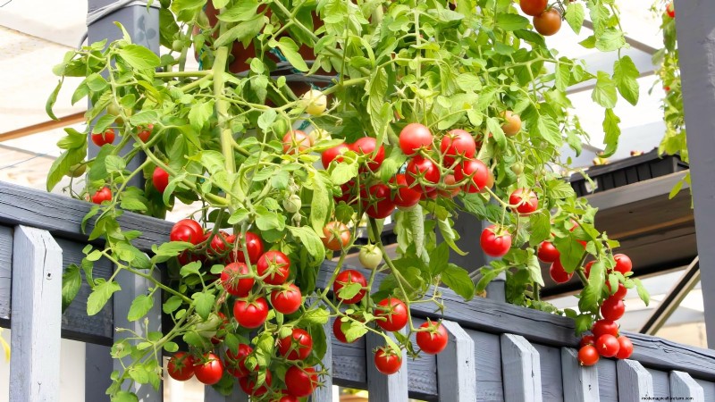 Grow Cherry Falls Tomatoes: Planting, Care & Harvesting Guide