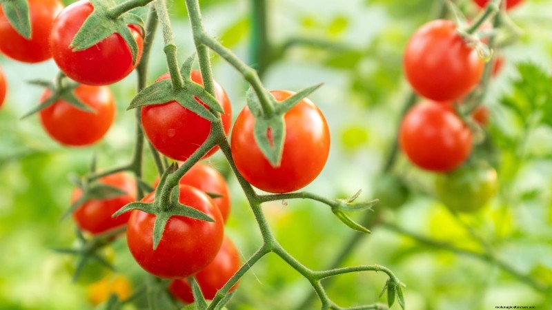 Grow Cherry Falls Tomatoes: Planting, Care & Harvesting Guide