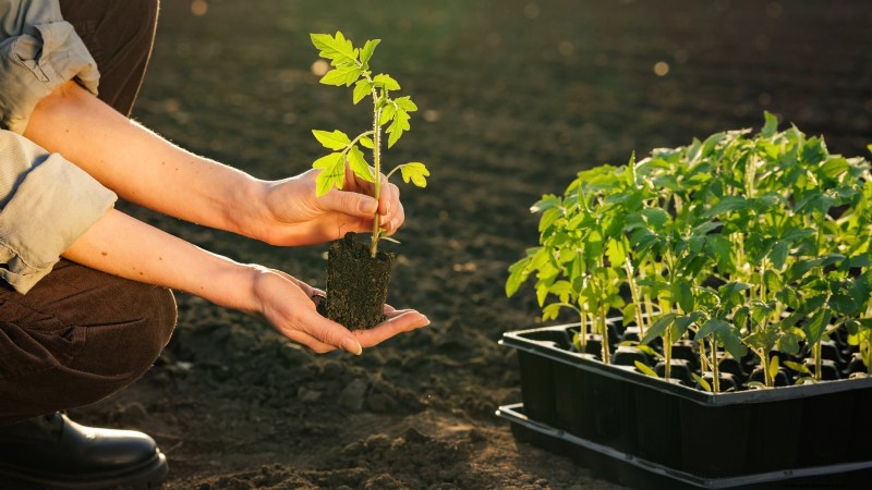 Grow Cherry Falls Tomatoes: Planting, Care & Harvesting Guide