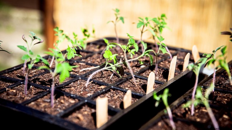 Grow Cherry Falls Tomatoes: Planting, Care & Harvesting Guide