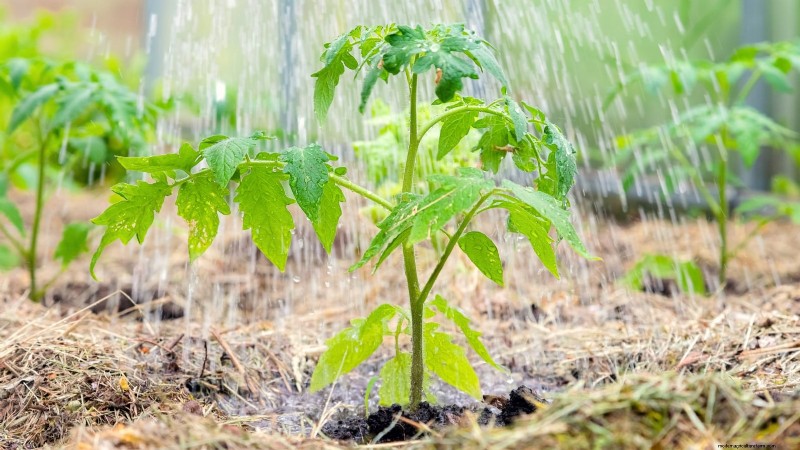 Grow Cherry Falls Tomatoes: Planting, Care & Harvesting Guide