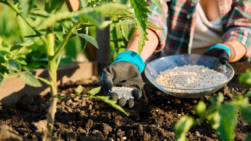 Grow Cherry Falls Tomatoes: Planting, Care & Harvesting Guide