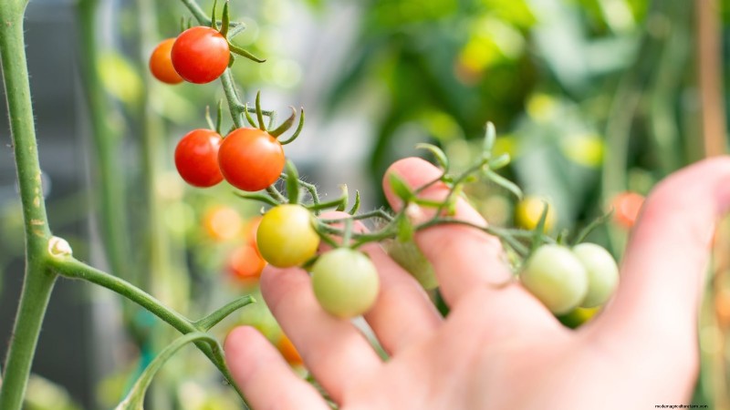 Grow Cherry Falls Tomatoes: Planting, Care & Harvesting Guide
