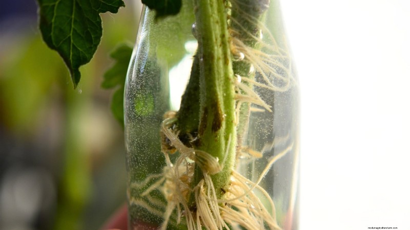 Grow Cherry Falls Tomatoes: Planting, Care & Harvesting Guide