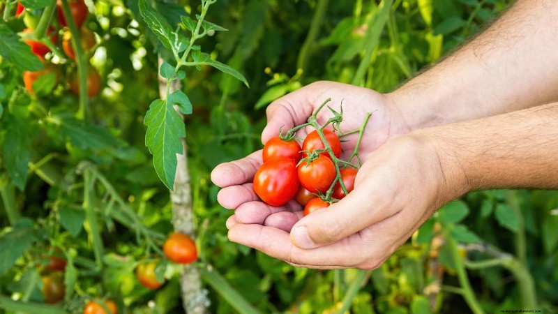 Grow Cherry Falls Tomatoes: Planting, Care & Harvesting Guide