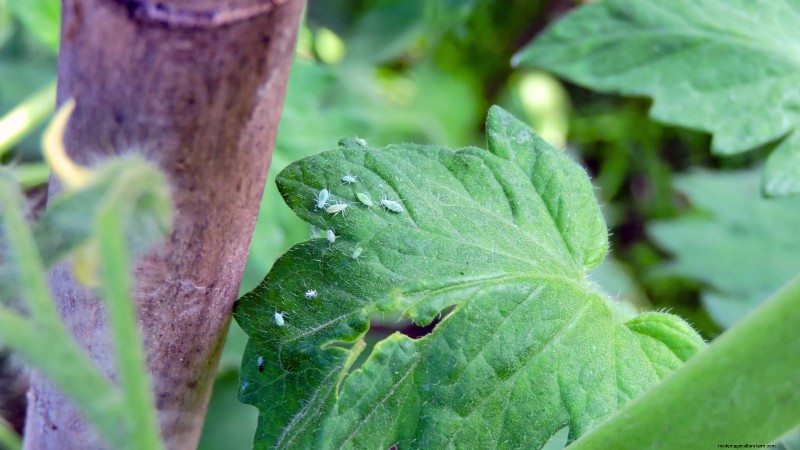 Grow Cherry Falls Tomatoes: Planting, Care & Harvesting Guide