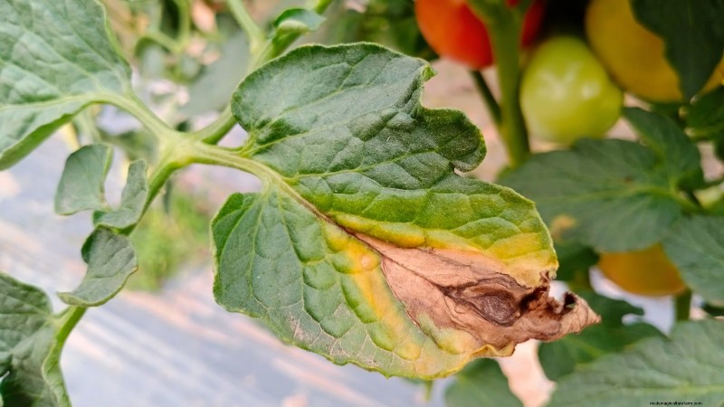 Grow Cherry Falls Tomatoes: Planting, Care & Harvesting Guide