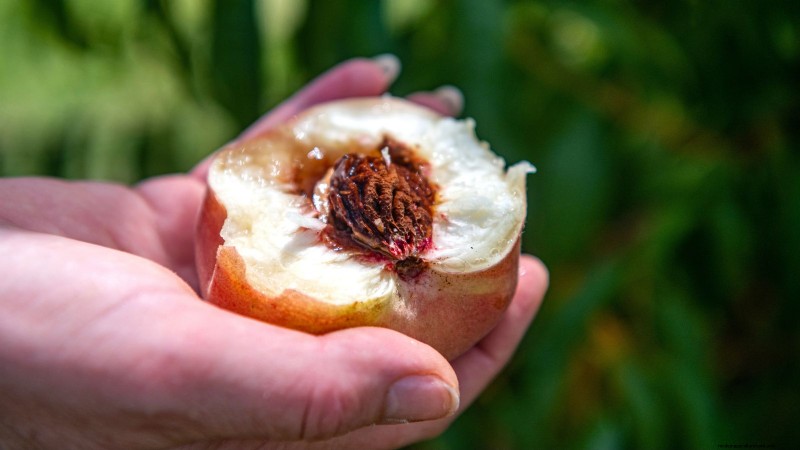 Grow a Peach Tree from a Pit: A Beginner s Guide