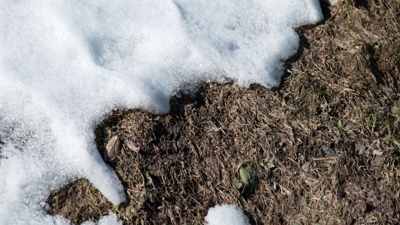 Grow a Peach Tree from a Pit: A Beginner s Guide
