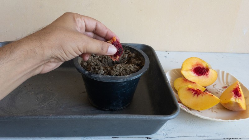 Grow a Peach Tree from a Pit: A Beginner s Guide