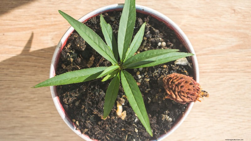 Grow a Peach Tree from a Pit: A Beginner s Guide