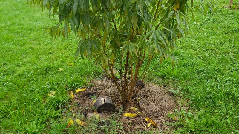 Grow a Peach Tree from a Pit: A Beginner s Guide