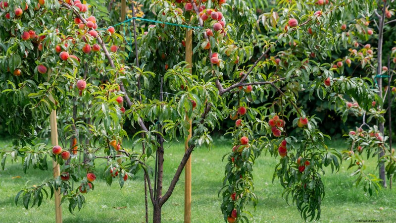 Grow a Peach Tree from a Pit: A Beginner s Guide