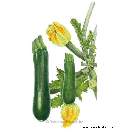 Grow Zucchini in Pots: A Complete Guide for Container Gardening