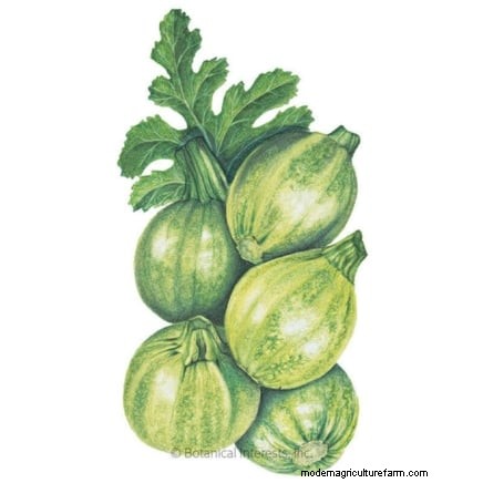 Grow Zucchini in Pots: A Complete Guide for Container Gardening