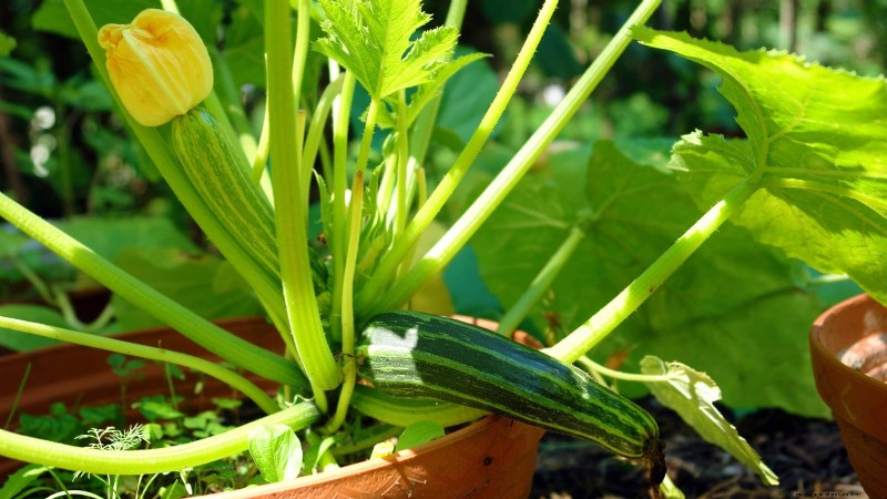 Grow Zucchini in Pots: A Complete Guide for Container Gardening