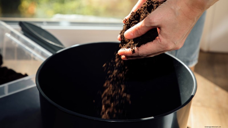 Grow Zucchini in Pots: A Complete Guide for Container Gardening