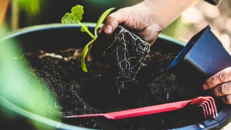 Grow Zucchini in Pots: A Complete Guide for Container Gardening