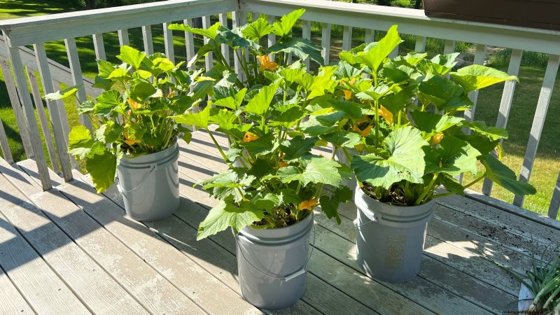 Grow Zucchini in Pots: A Complete Guide for Container Gardening