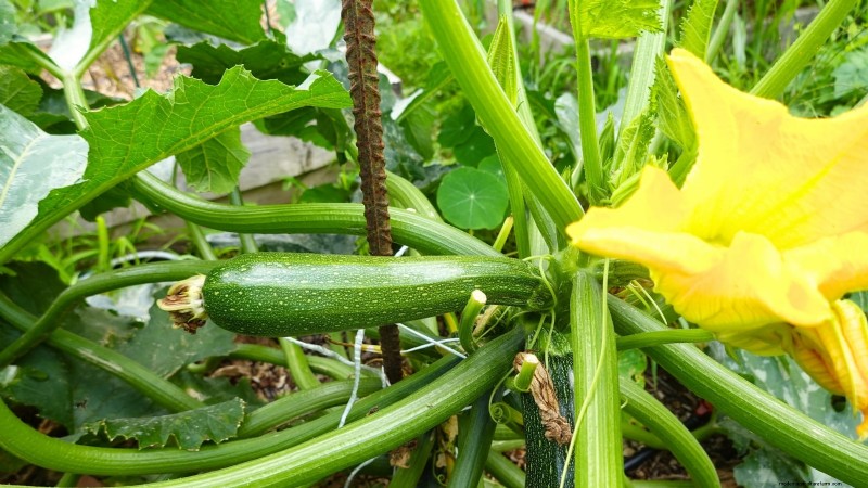 Grow Zucchini in Pots: A Complete Guide for Container Gardening