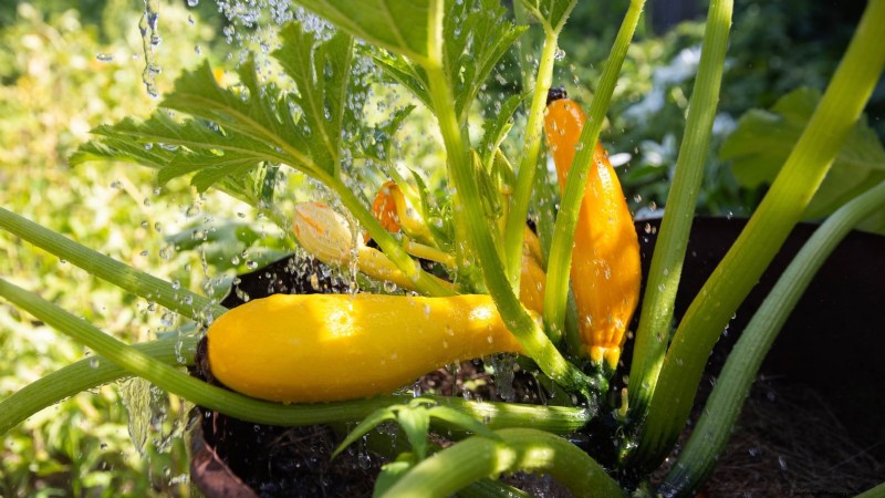Grow Zucchini in Pots: A Complete Guide for Container Gardening