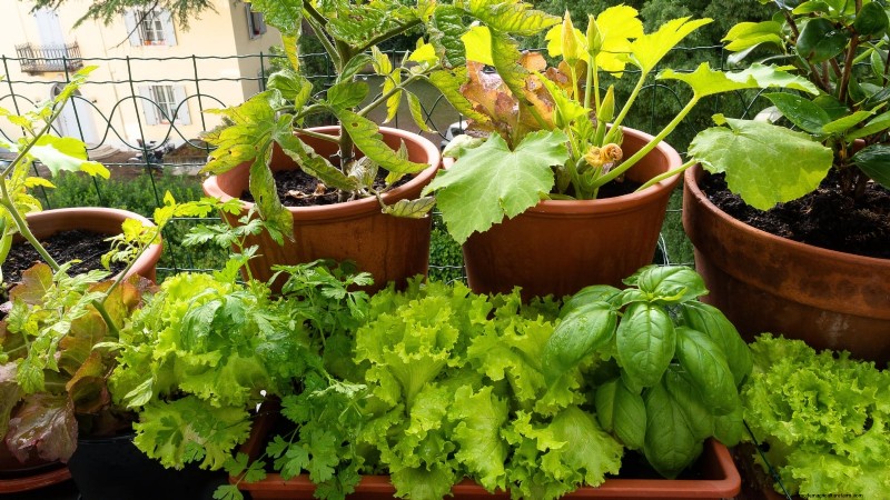 Grow Zucchini in Pots: A Complete Guide for Container Gardening