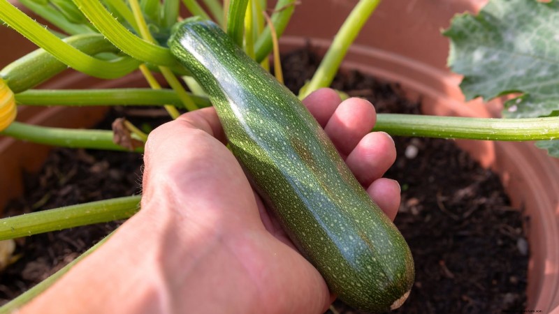 Grow Zucchini in Pots: A Complete Guide for Container Gardening